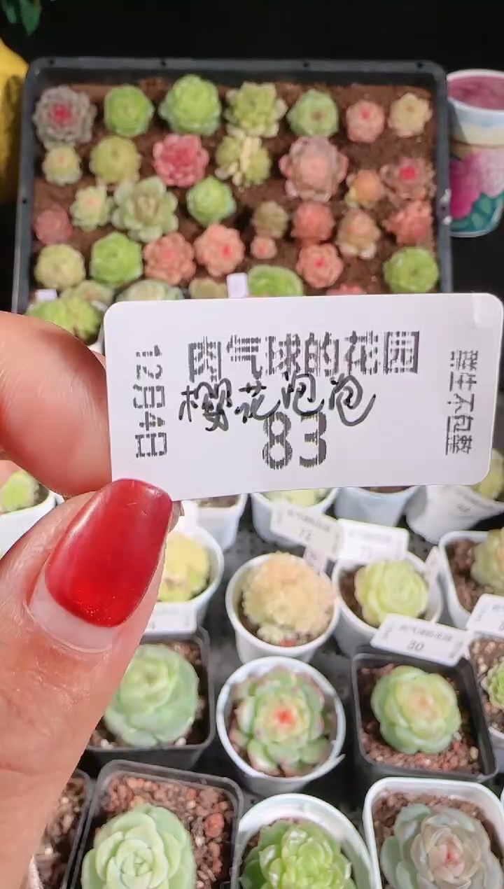 1204-83樱花泡泡量拍任意发一颗多肉群生不包整