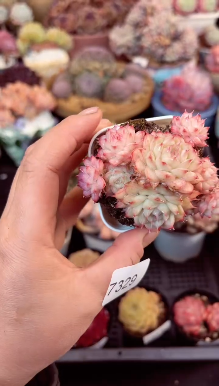 【闪购商品】7329群生多肉