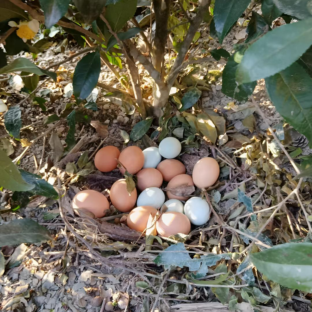 【50枚】散养粮食混装粉绿壳新鲜土鸡蛋散养土鸡蛋正宗农家散养