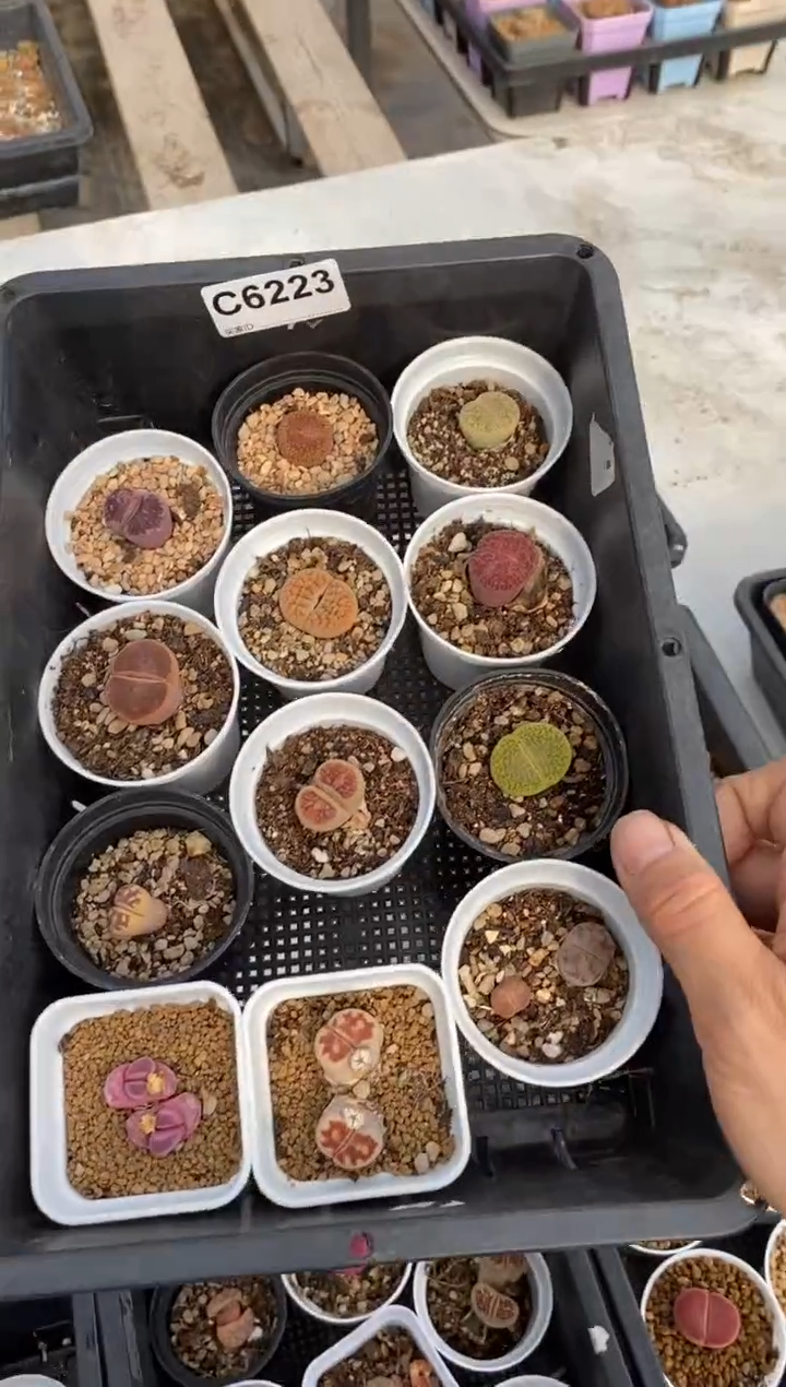 6223直播一物一拍