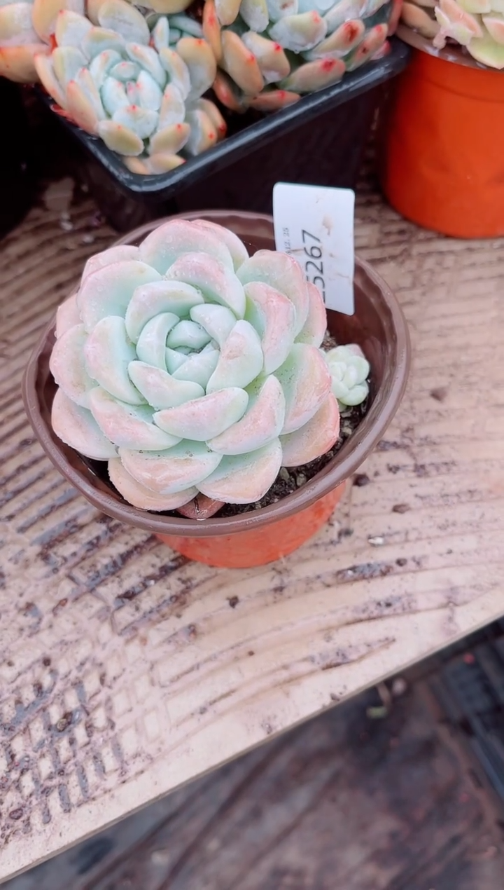 我****^跃跃精品多肉25267