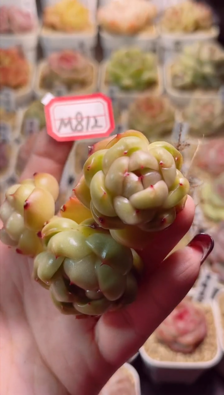 【闪购商品】M812皮埃拉一物一拍