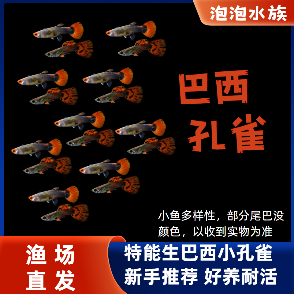 巴西小孔雀鱼热带小型淡水好养耐活观赏孔雀鱼凤尾鱼宠物鱼