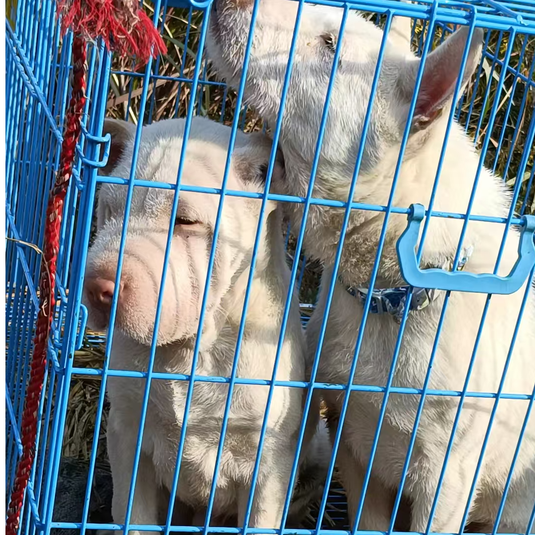 贵州下司犬狗狗活体