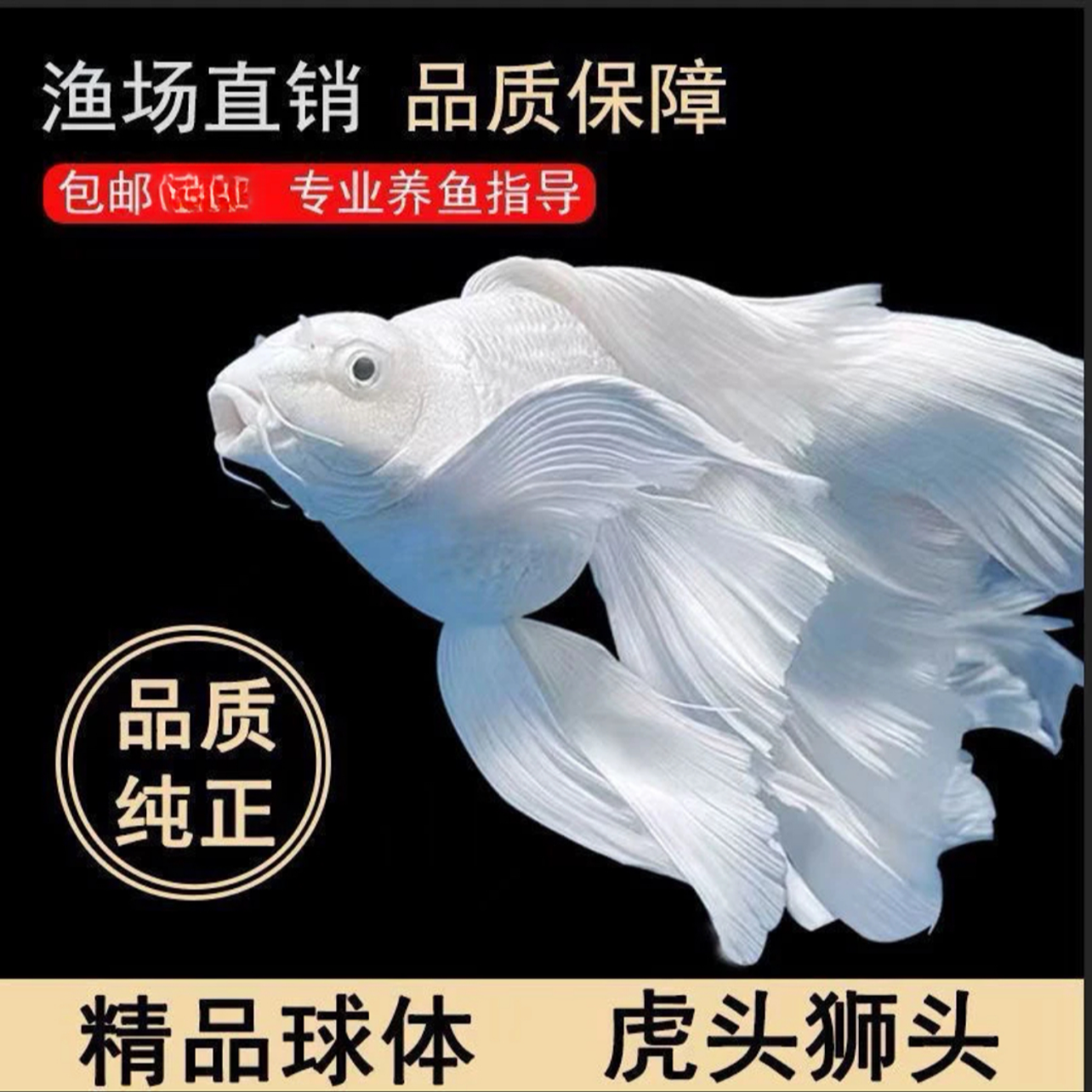 台湾纯种蝴蝶锦鲤白短球体观赏鱼大鳍大尾好养耐活13-15