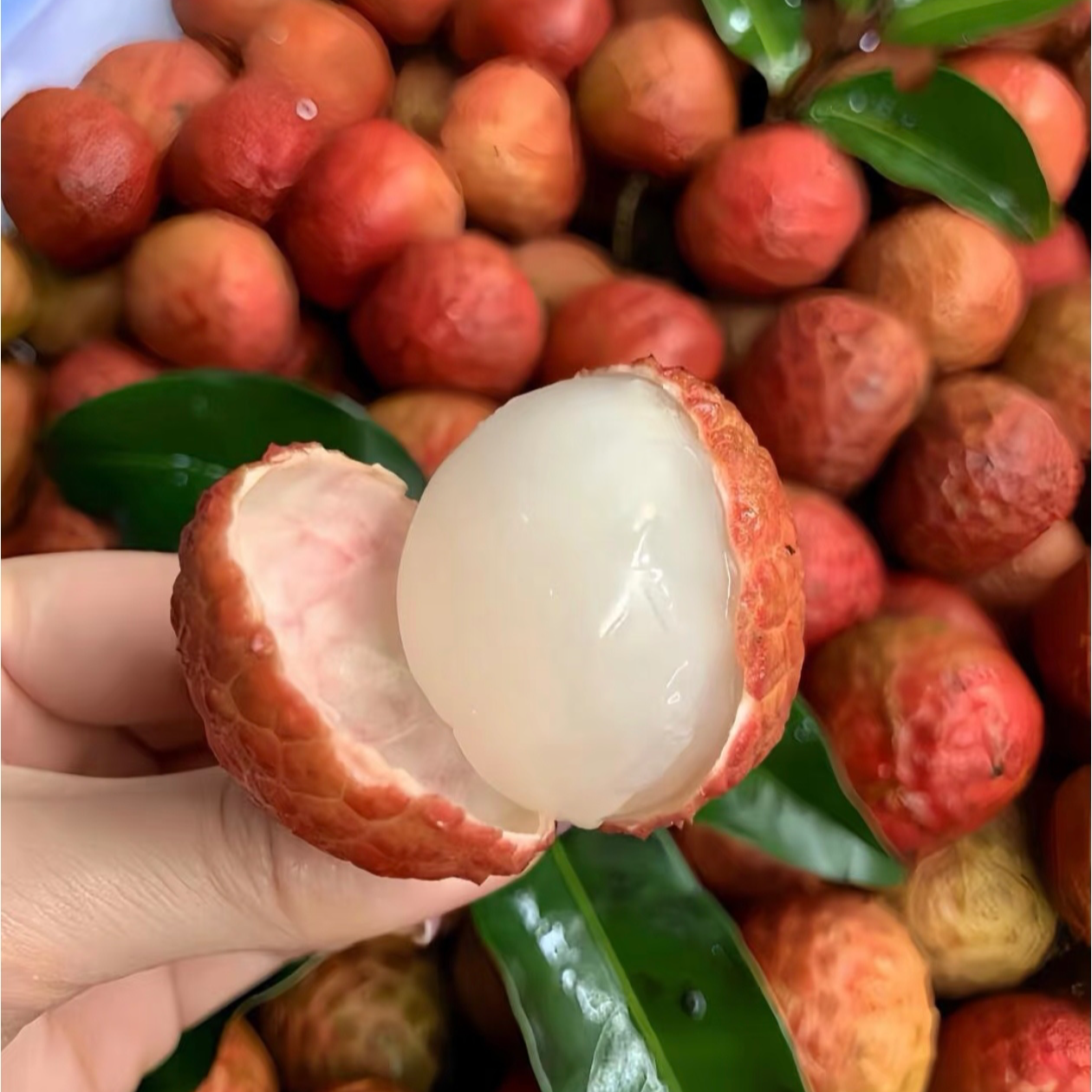 海南桂花香荔枝1-3.6斤新鲜海南省