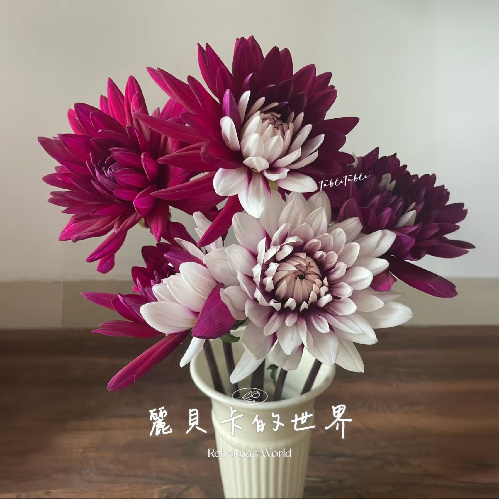 丽贝卡多年生花卉大丽花种球 适合室内庭院阳台种植 
