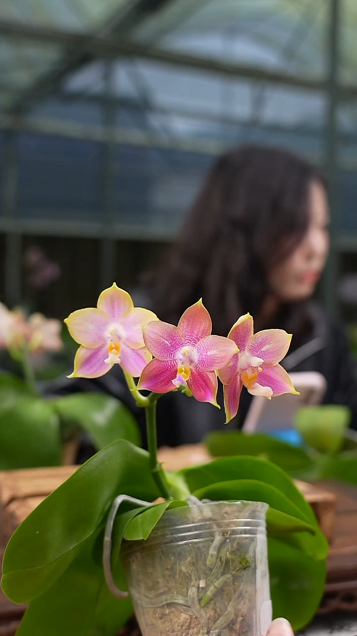 完全开放反射龙交蓝熊 2