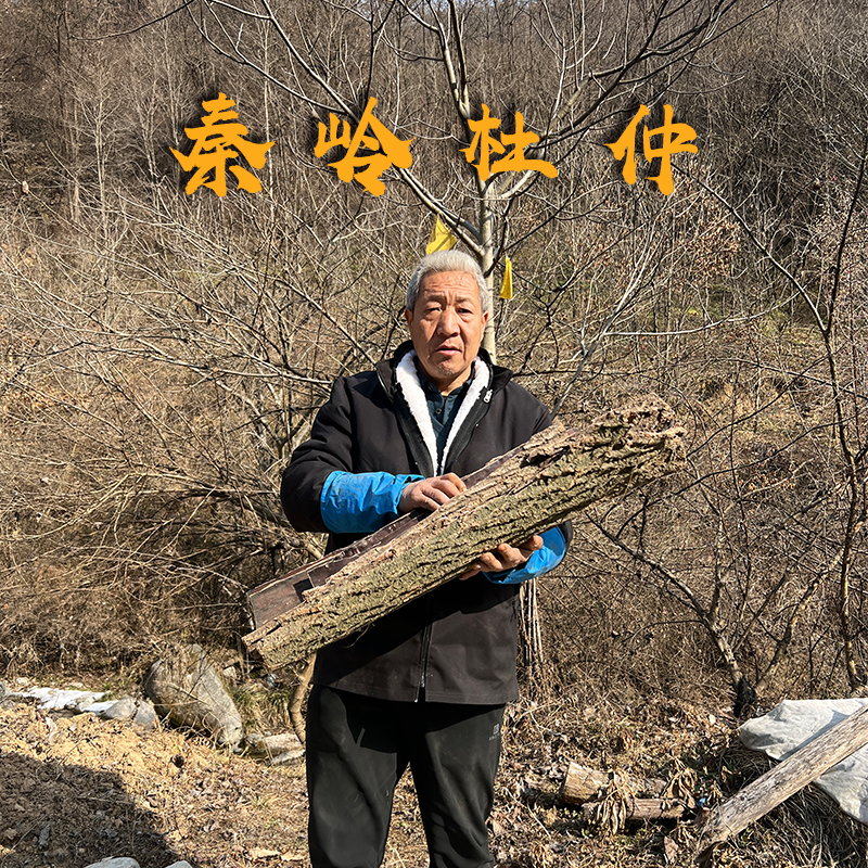 杜仲秦岭山货药材煲汤正品干中药杜仲皮树皮泡茶中药材茶野生优质