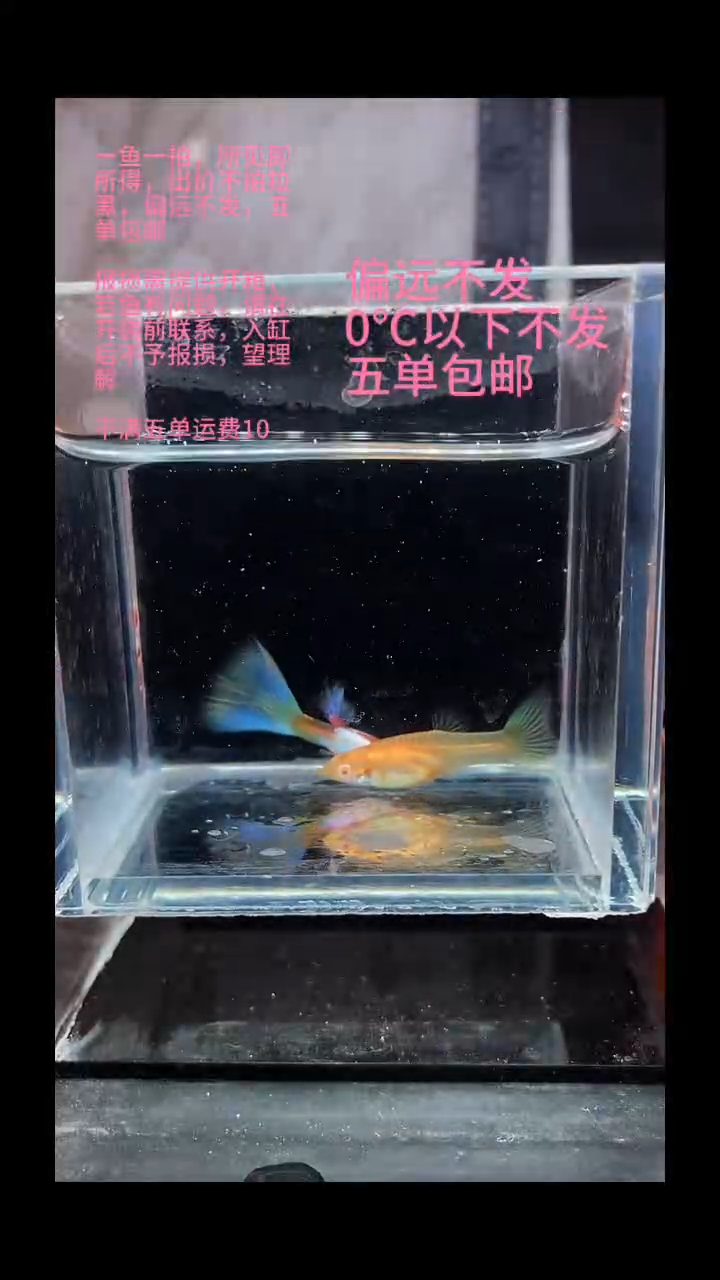 孔雀鱼孔雀鱼 06