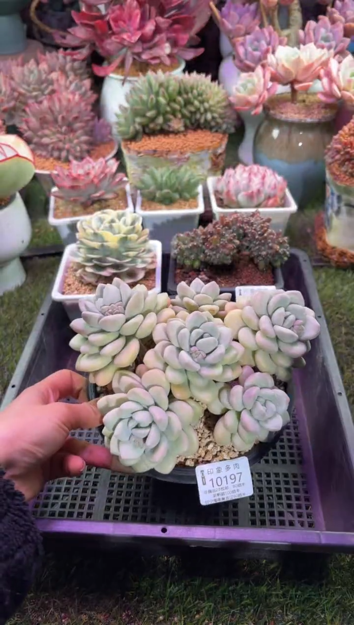 【闪购商品】10197