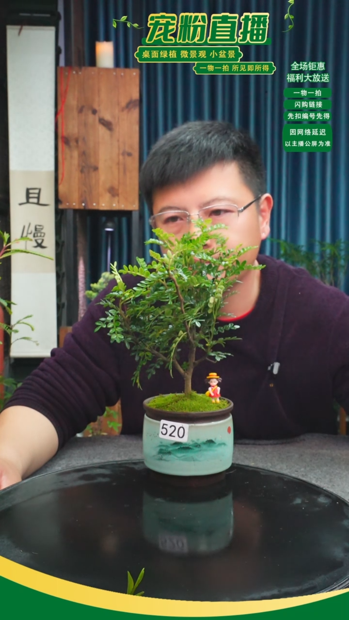 无花朵大*苔藓微景观520号