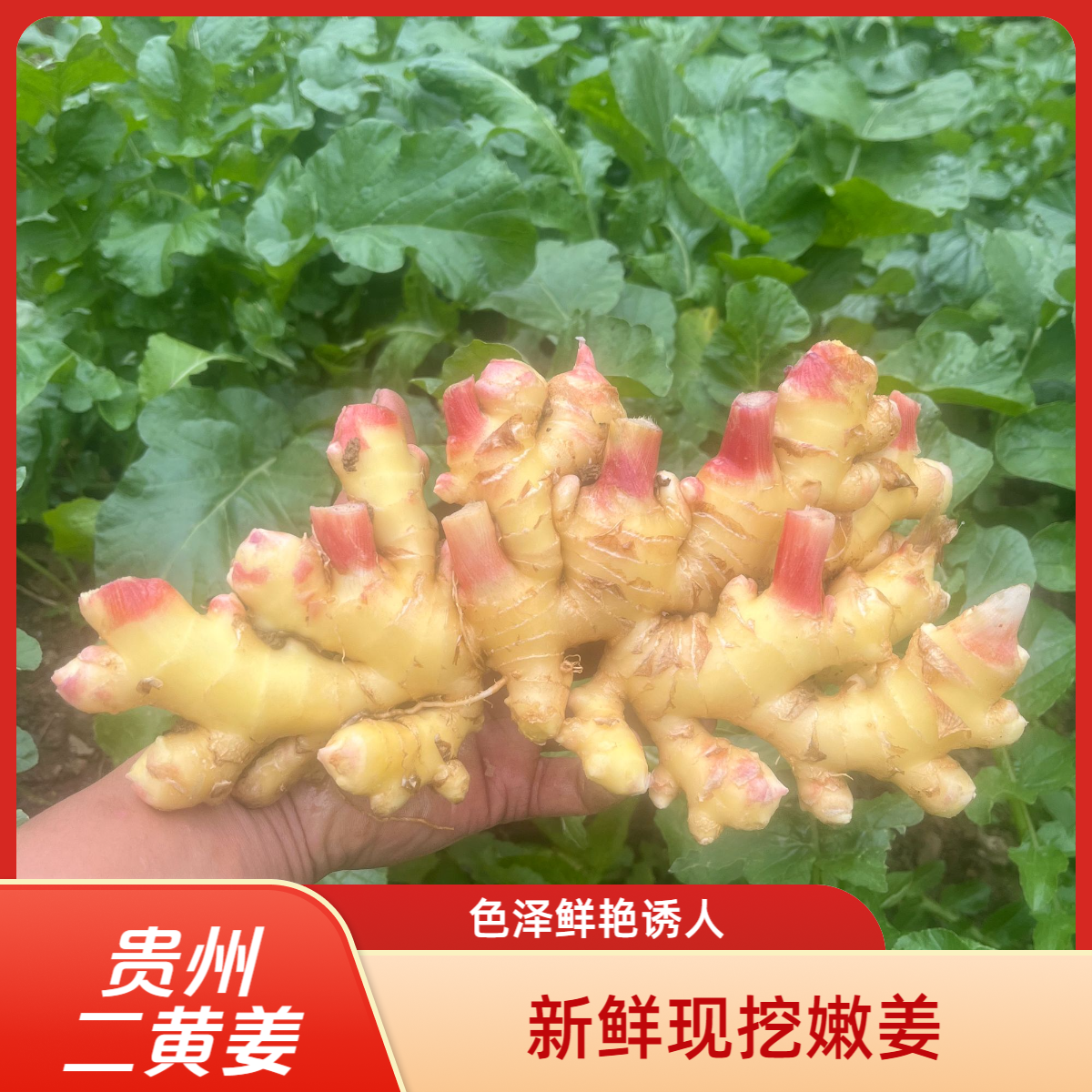 贵州高山小黄姜新鲜现挖辛辣够味月子姜