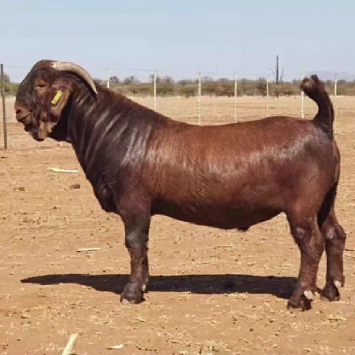 (黄金羊天然养殖)黄金山羊怀孕母羊70斤左右六个月怀孕两个多月