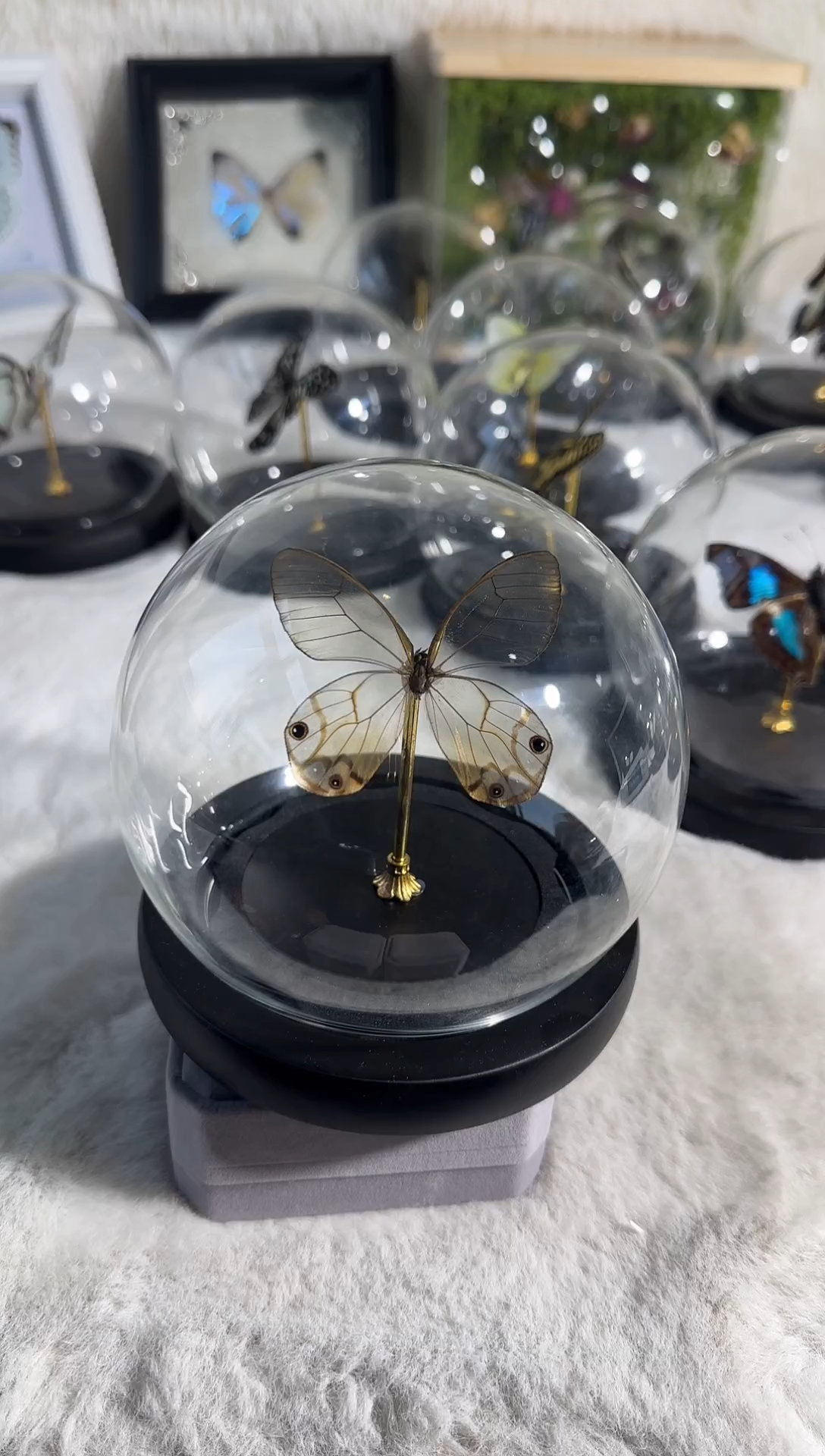 有机玻璃据蛱蝶水晶球