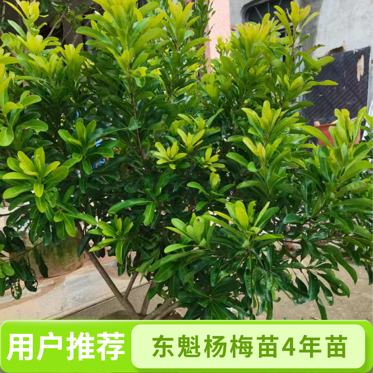顺益果树东魁杨梅苗4年苗