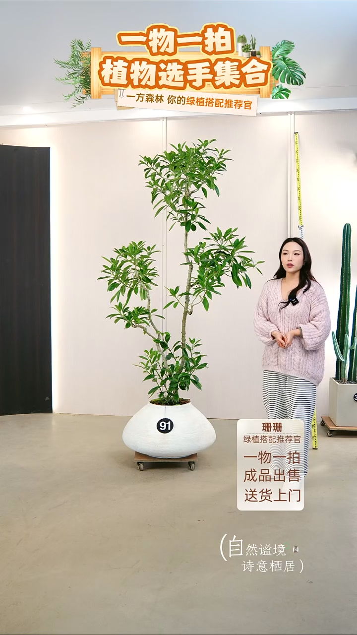 无花朵旭**业非洲茉莉成品一整套