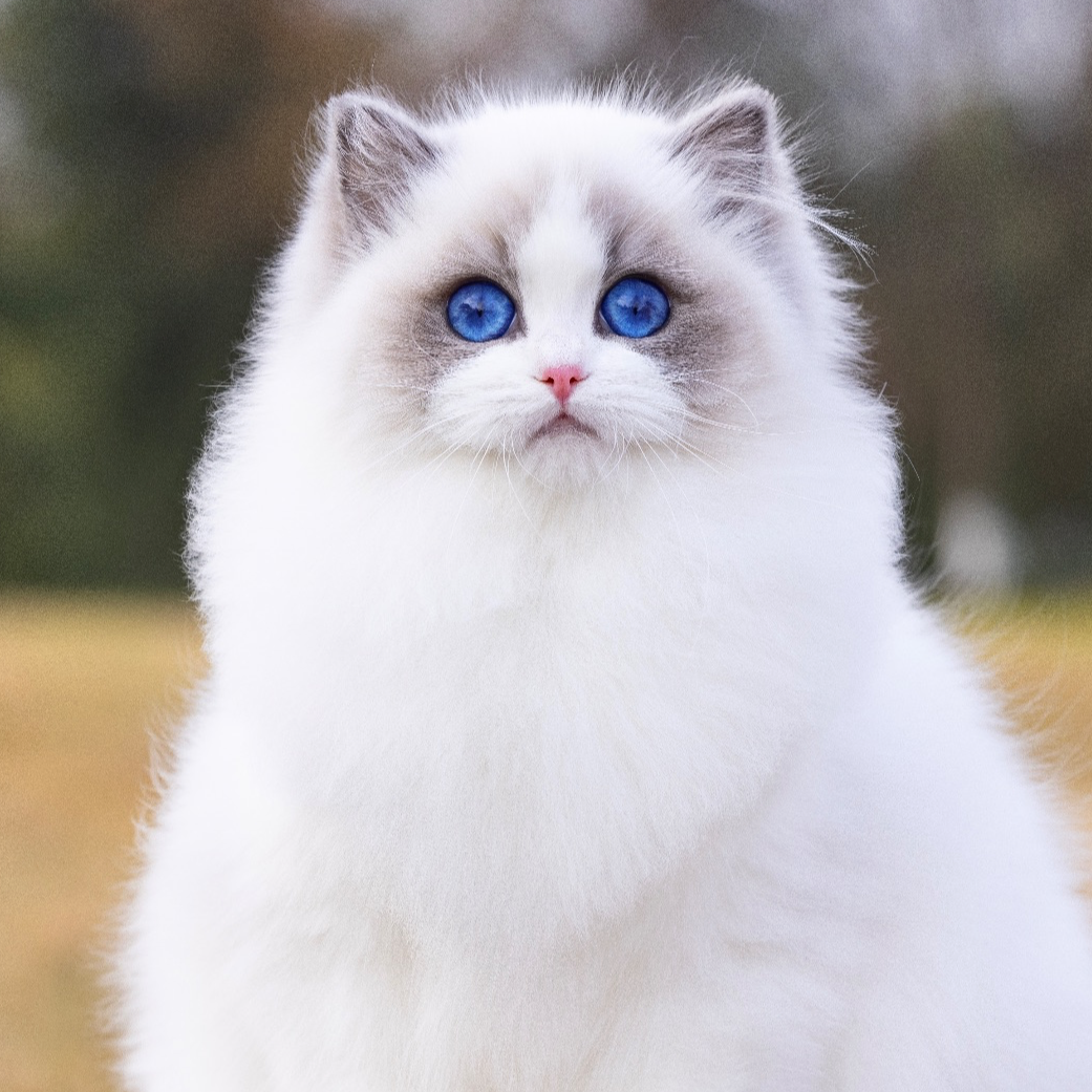 妙妙-经典系列布偶妹妹