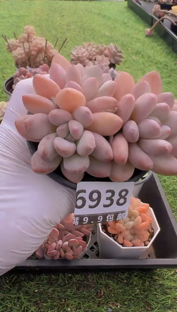 【闪购商品】信福多肉一物一拍