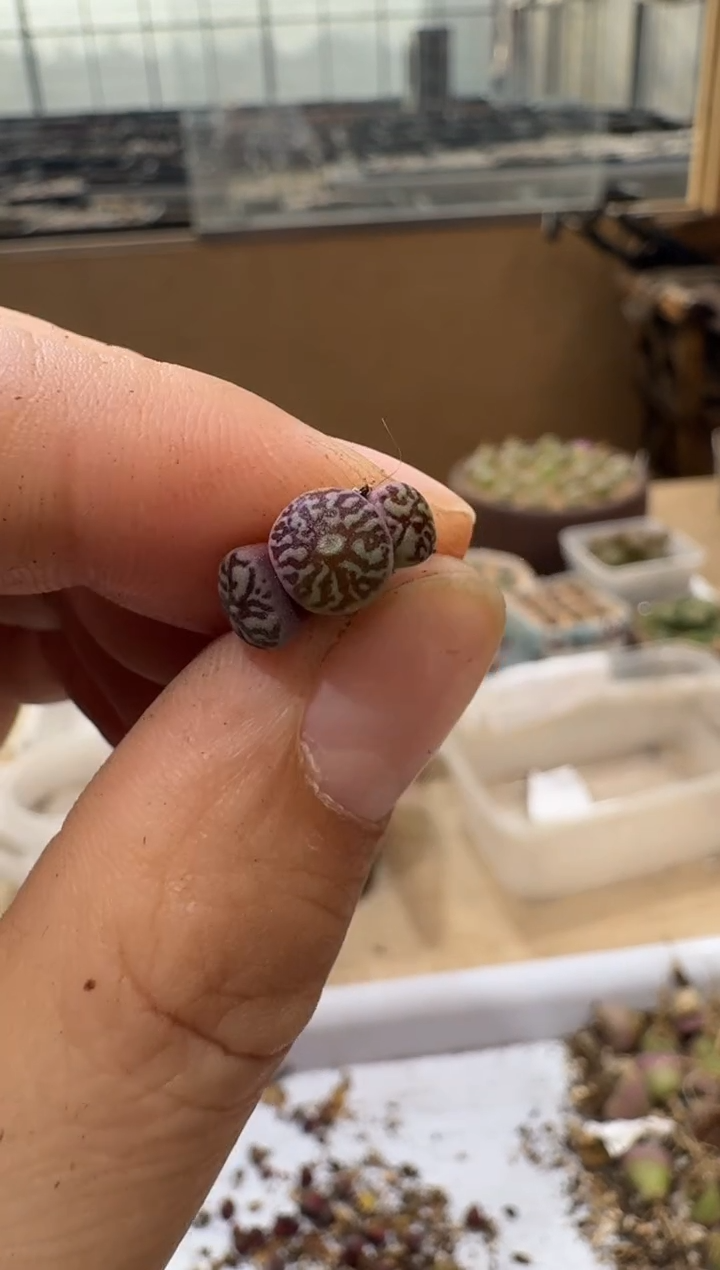 多肉植物肉锥4-259
