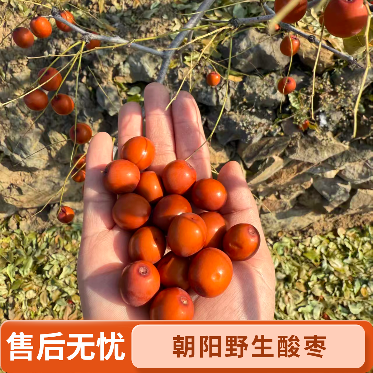朝阳野生酸枣，酸甜口、孕妇解馋食用【包邮到家】