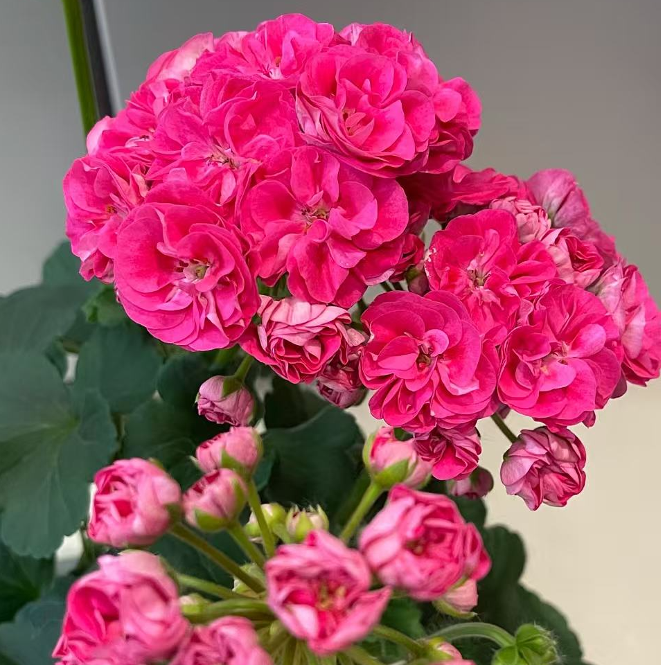 【李先生】（罗莎琳达）重瓣天竺葵 带花苞发货