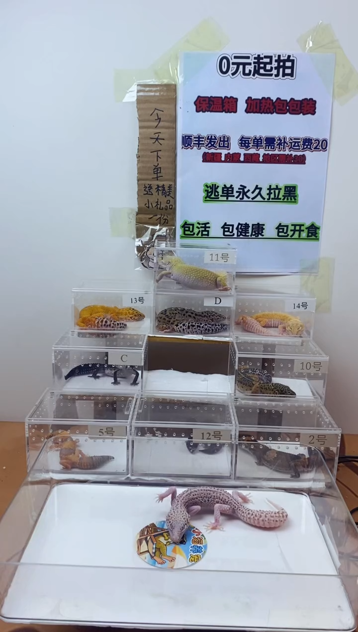 豹纹守宫豹纹守宫幼苗亚成体成体