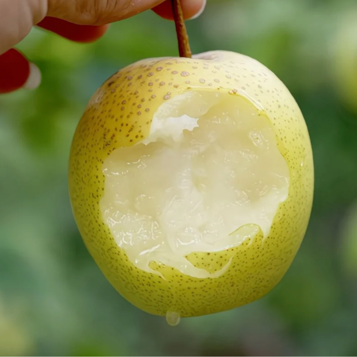 密云本地梨黄金蜜梨老品种长城蜜梨肉嫩脆甜多汁细腻无渣生态种植同城配北京市