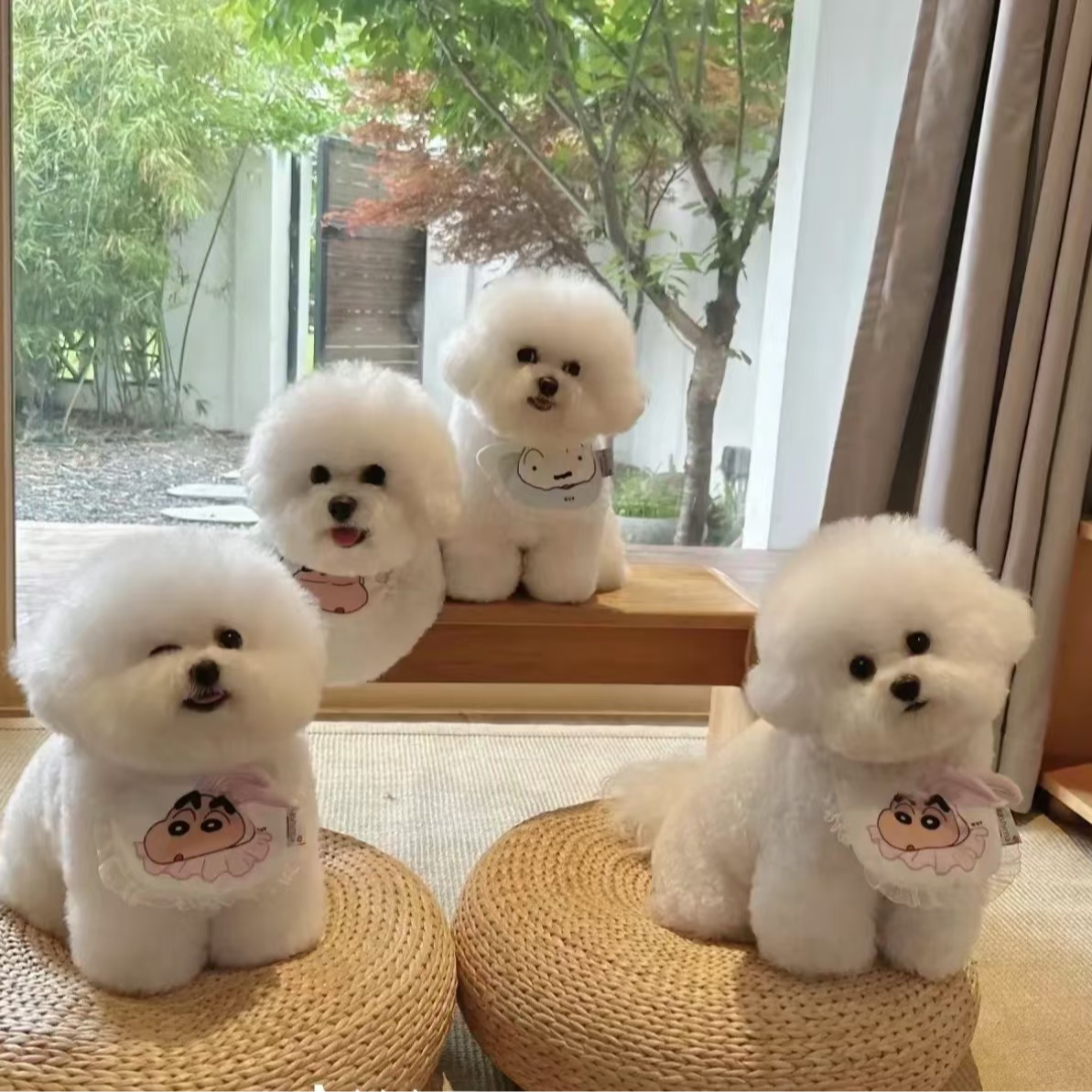 玖月家活体狗狗通用链接