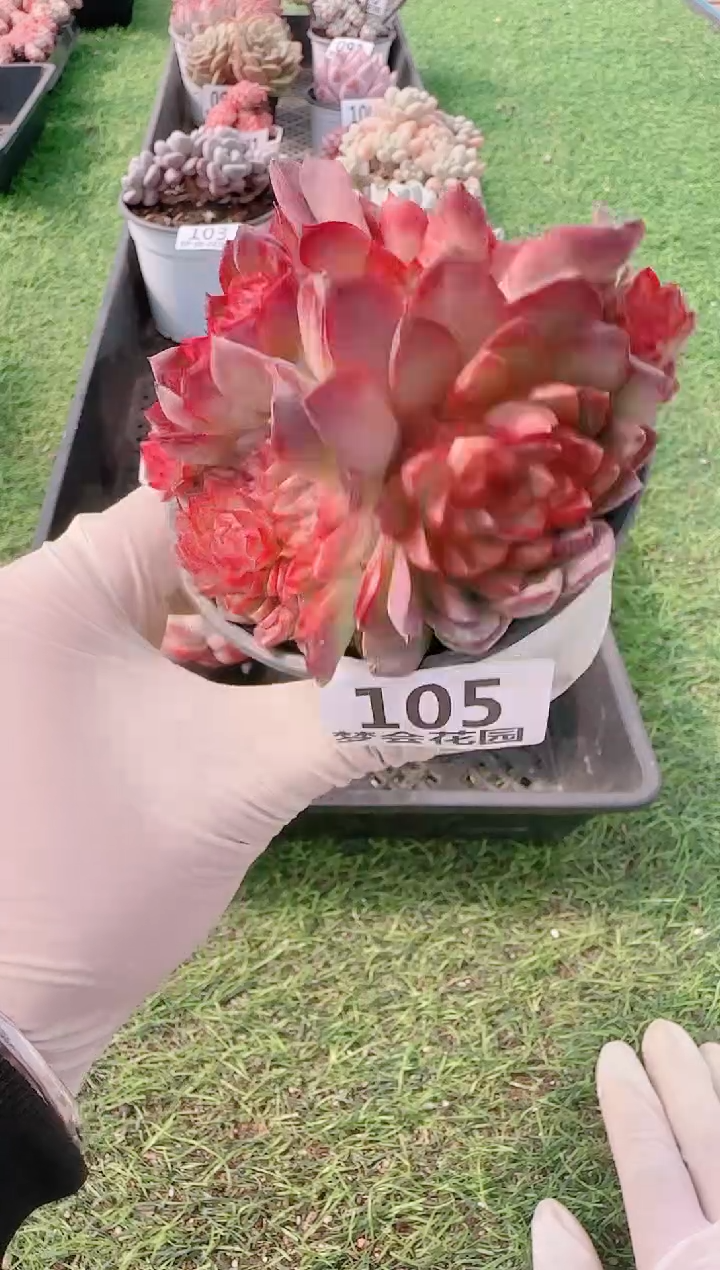 【闪购商品】梦会多肉一物一拍