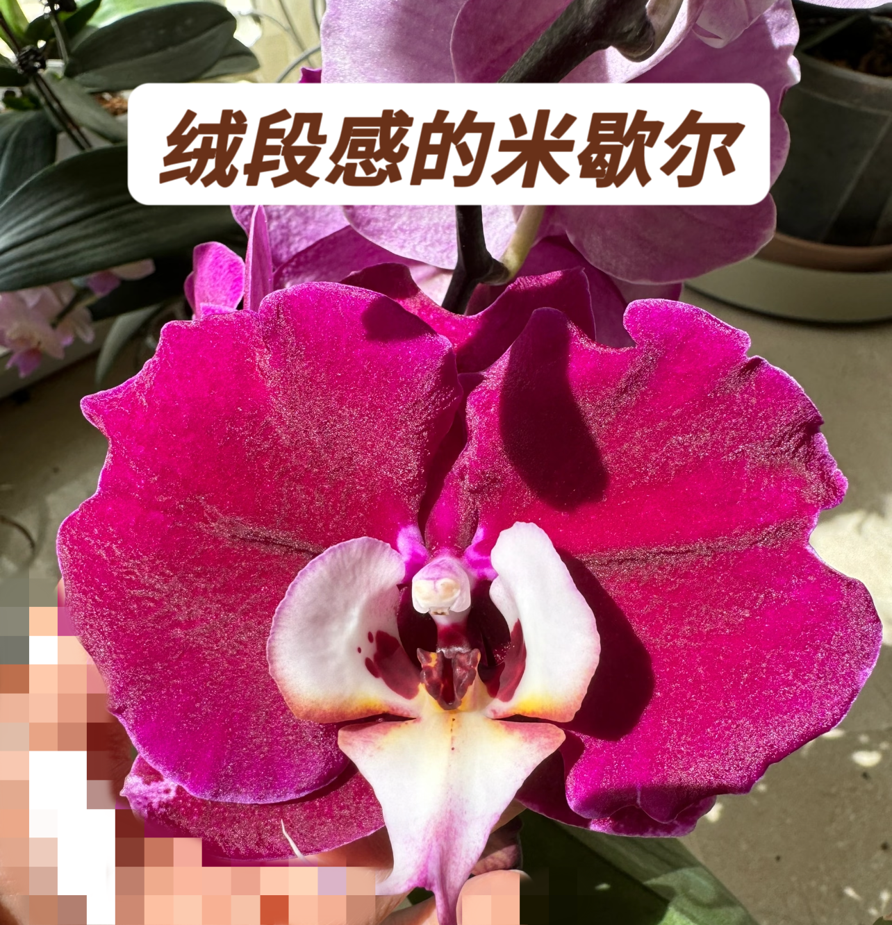 蝴蝶兰-【米歇尔】苗子3.5寸加高杯基地直发