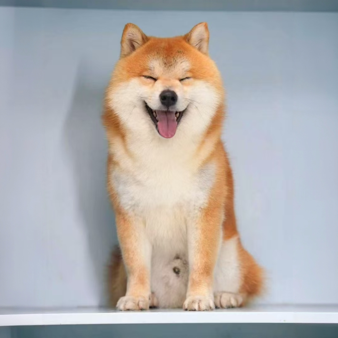 柴犬活体狗狗（直播间）柴犬豆柴赤色柴犬黑柴白柴柴犬幼犬出售