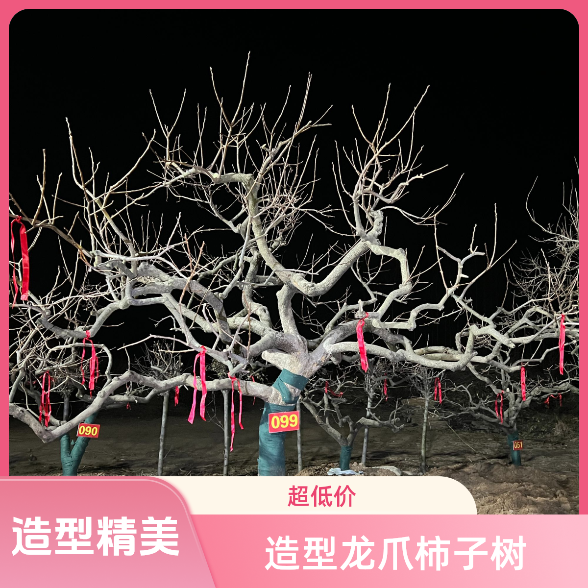 造型龙爪柿子树.盆景(一物一拍）