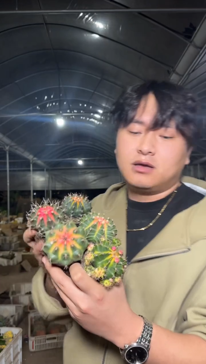 5颗 牡丹锦球【实生根】4-6cm