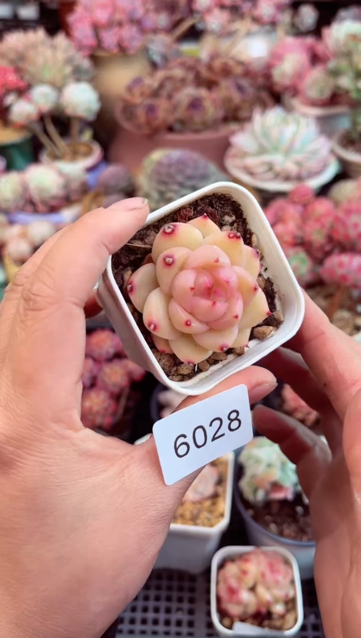 【闪购商品】6028单头珍妮多肉