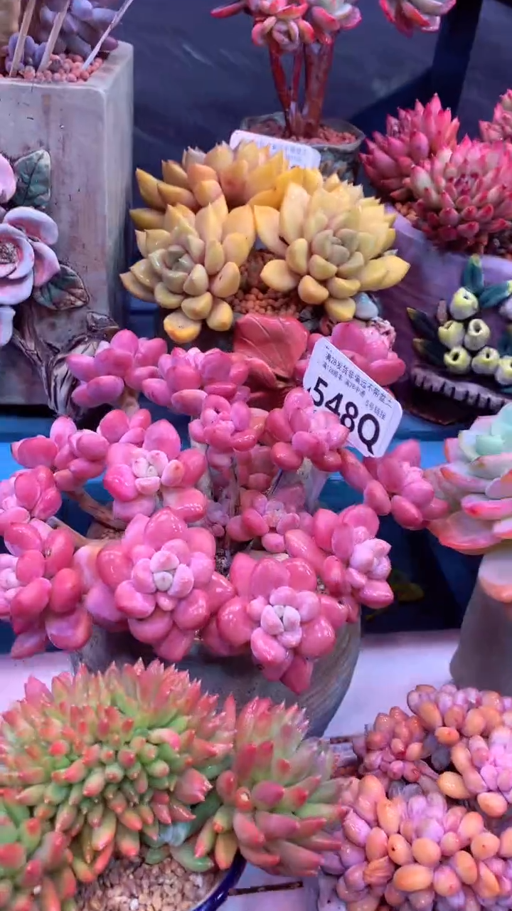 548Q（一物一拍，精品多肉，所见即所得 ）红洛神