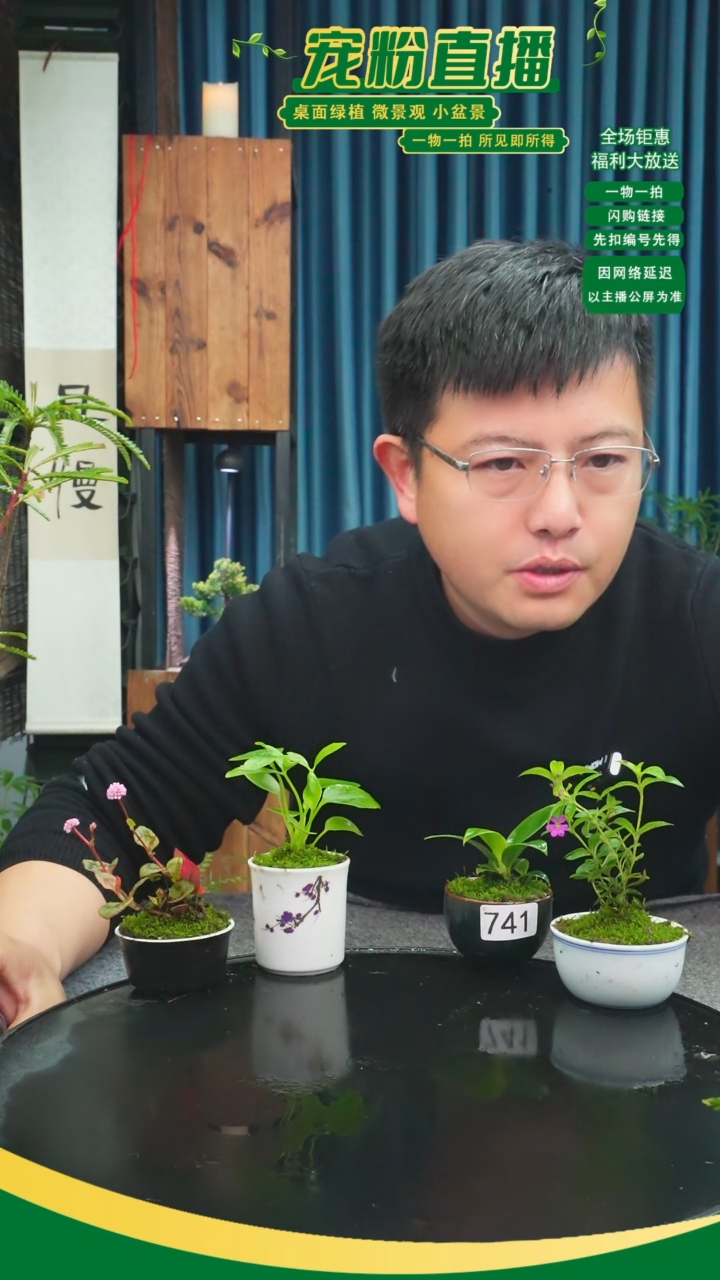 无花朵西**酱苔藓微景观741号