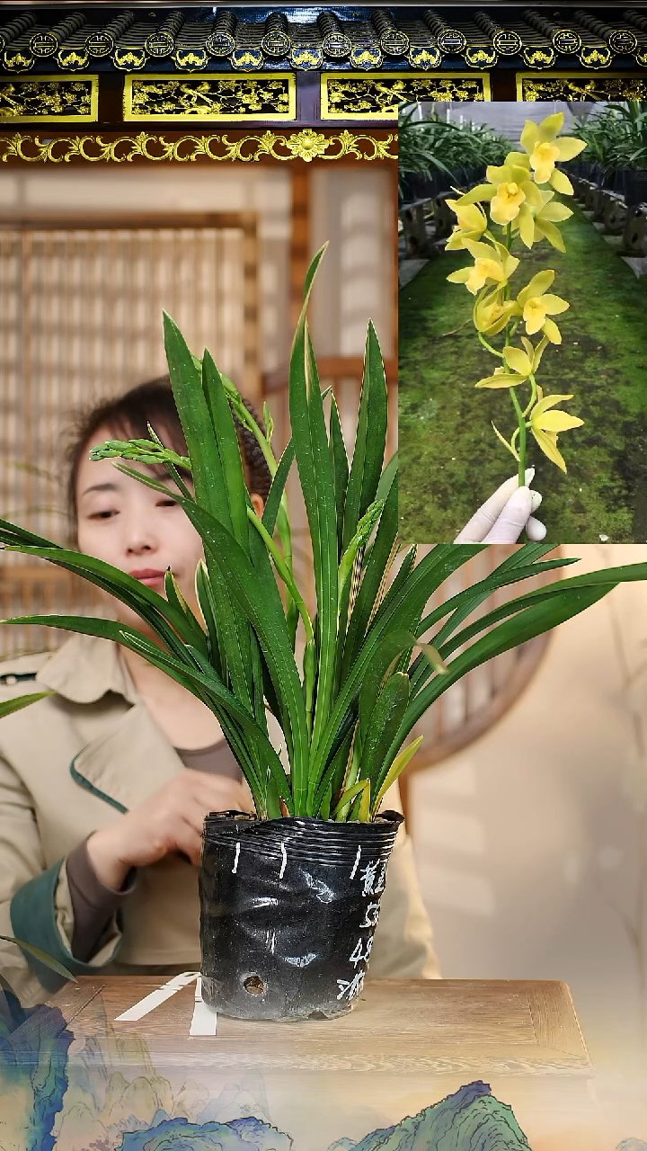 全部花苞黄金仙子5花
