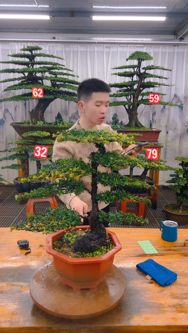 无花朵精品盆景直播间一物一拍