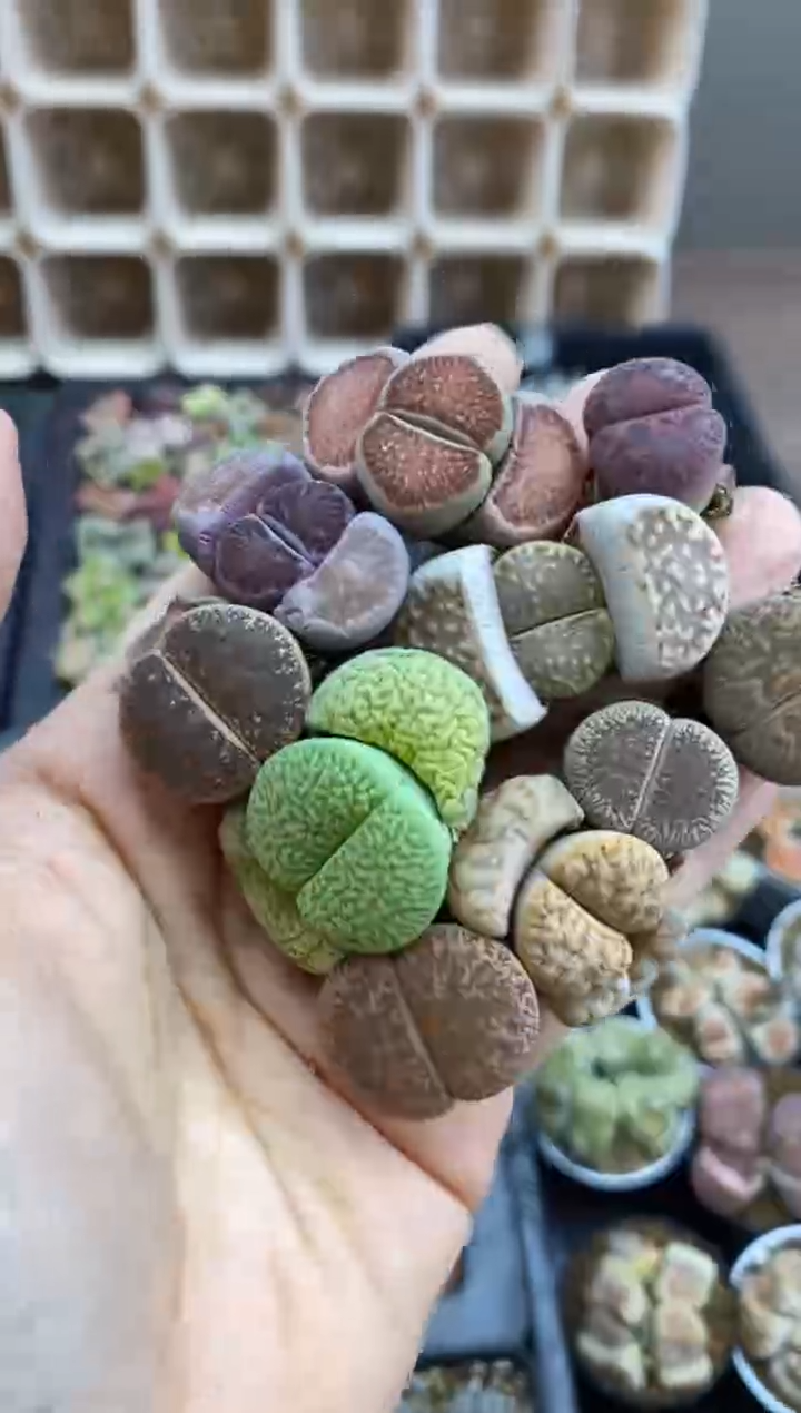 【闪购商品】8193直播一物一拍