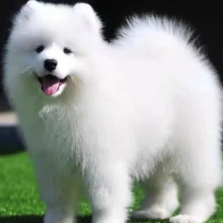 杜嬢嬢家狗狗通用链接