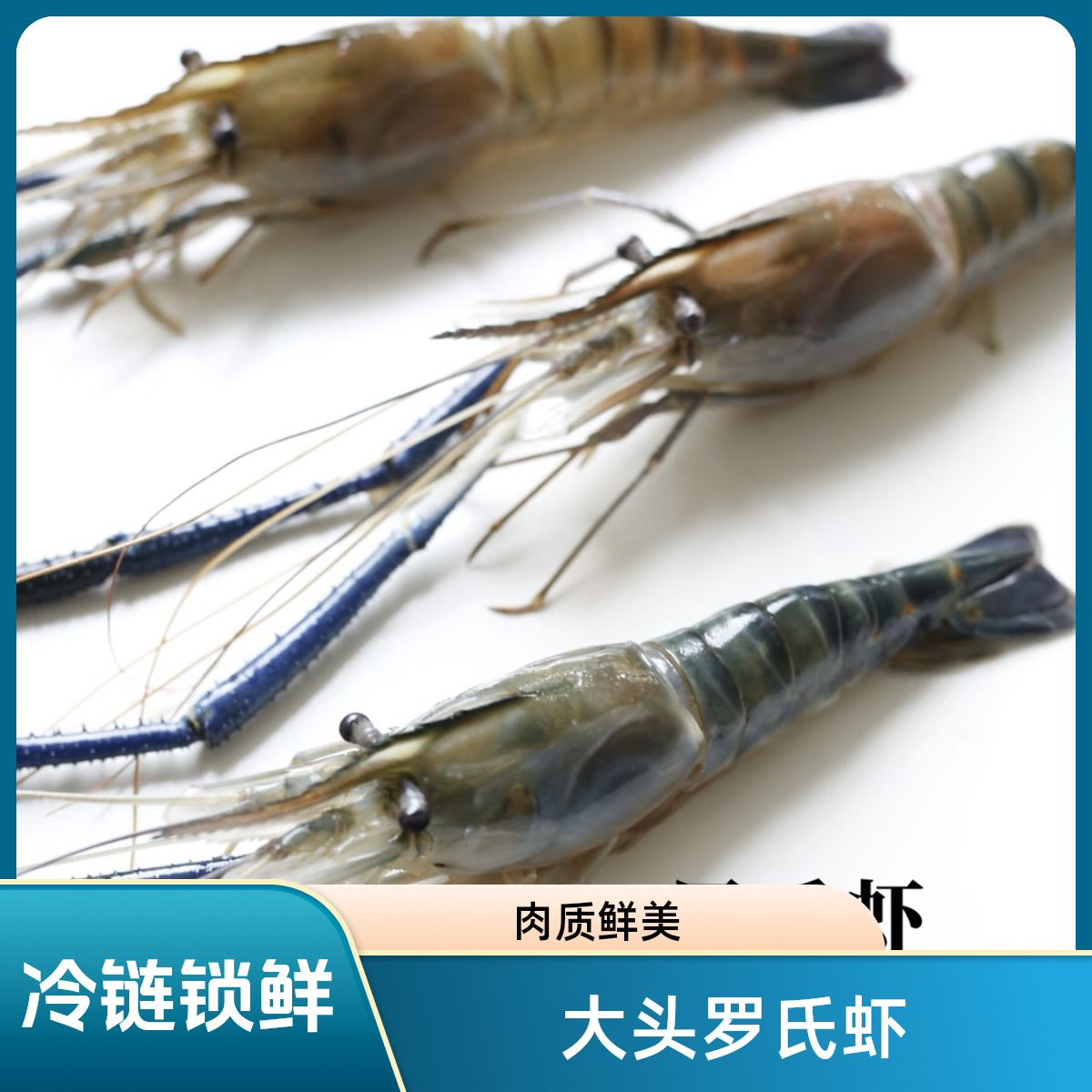 （顺丰冷链）罗氏虾大头虾活虾速冻