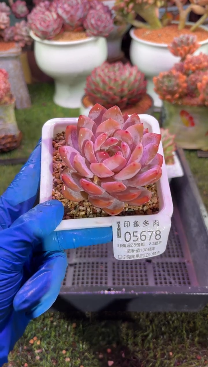 【闪购商品】05678