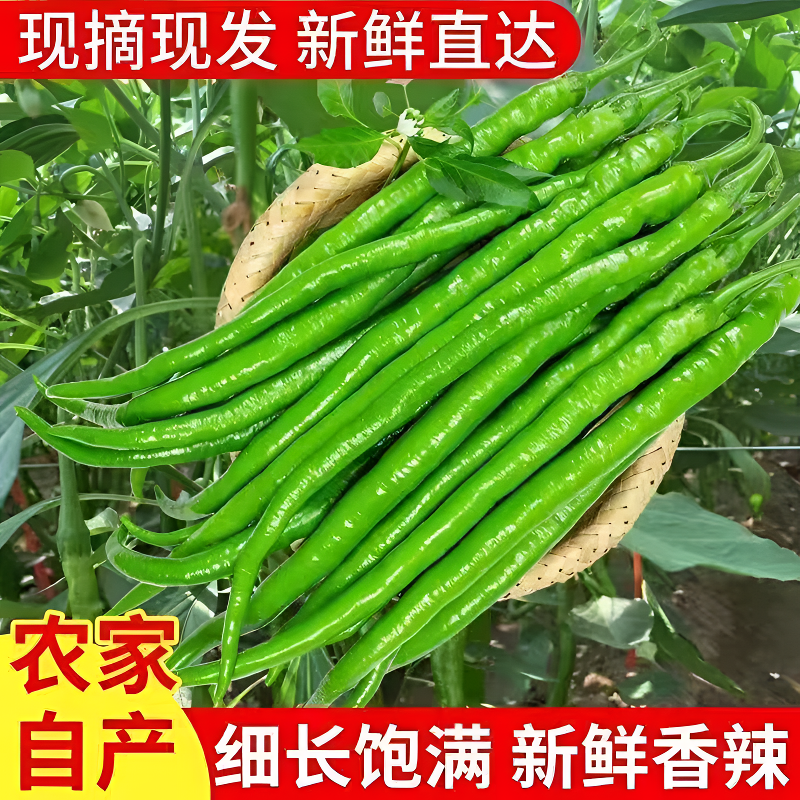 【兵支书助农】新鲜现采二荆条薄皮青椒炒菜佳选