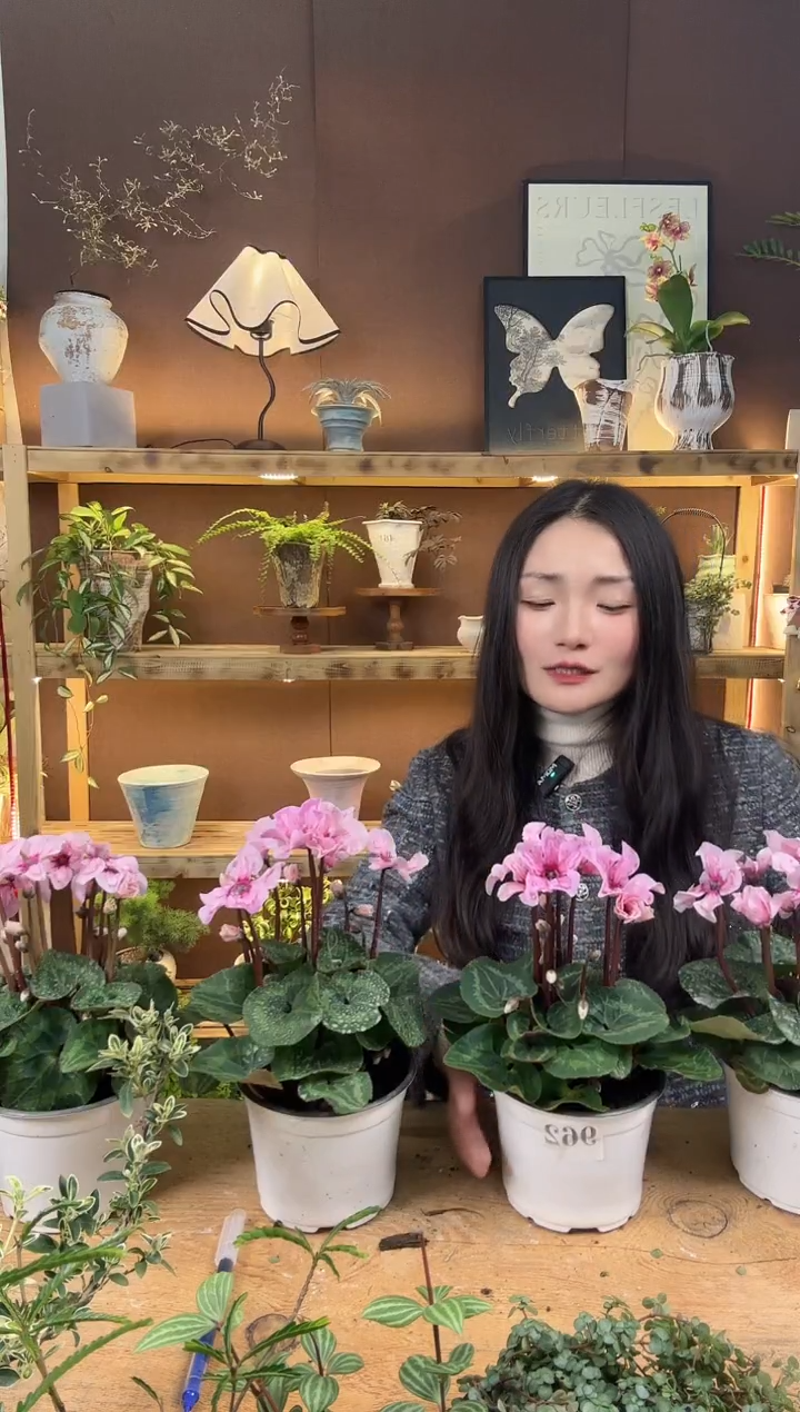 无花朵大**相282   283   284  仙客来三盆88