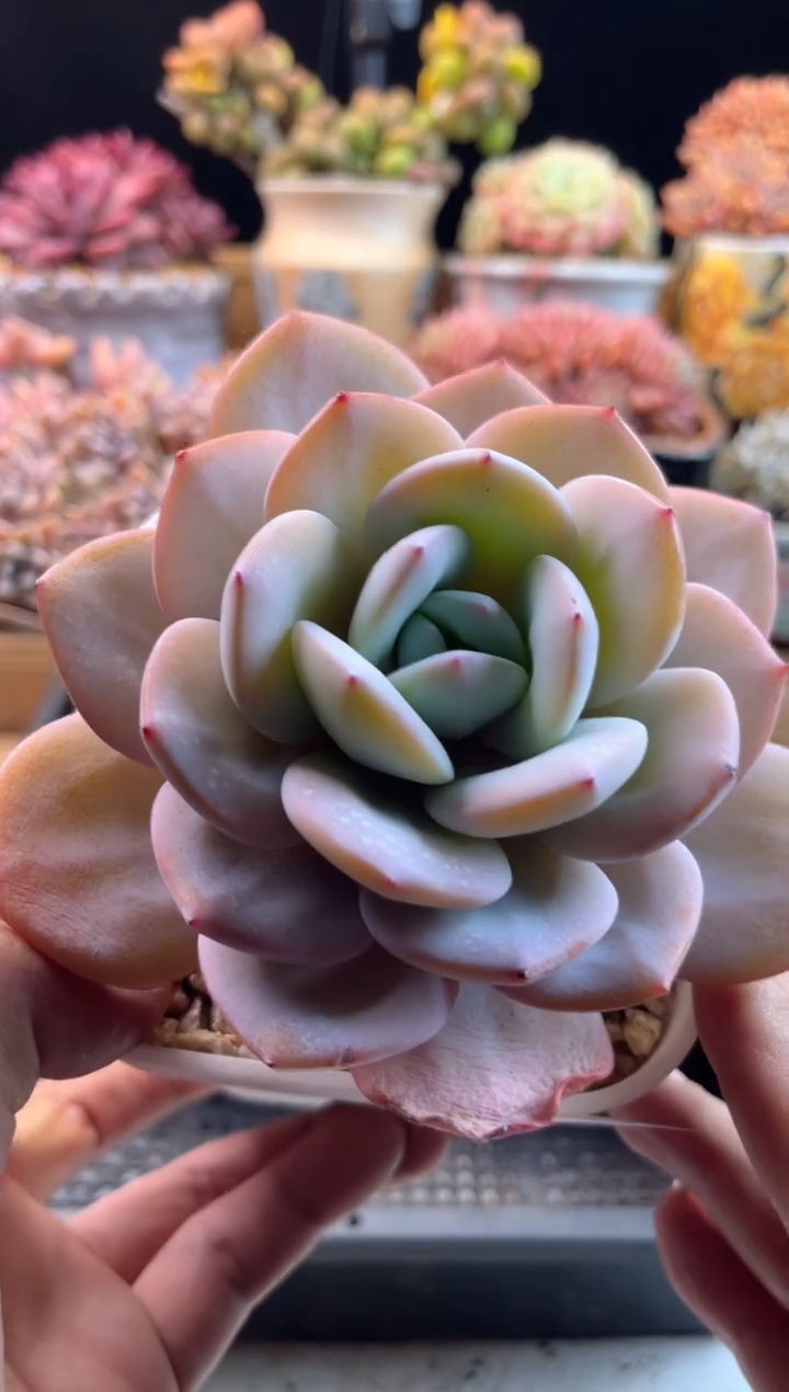 【闪购商品】2.23-50奶茶