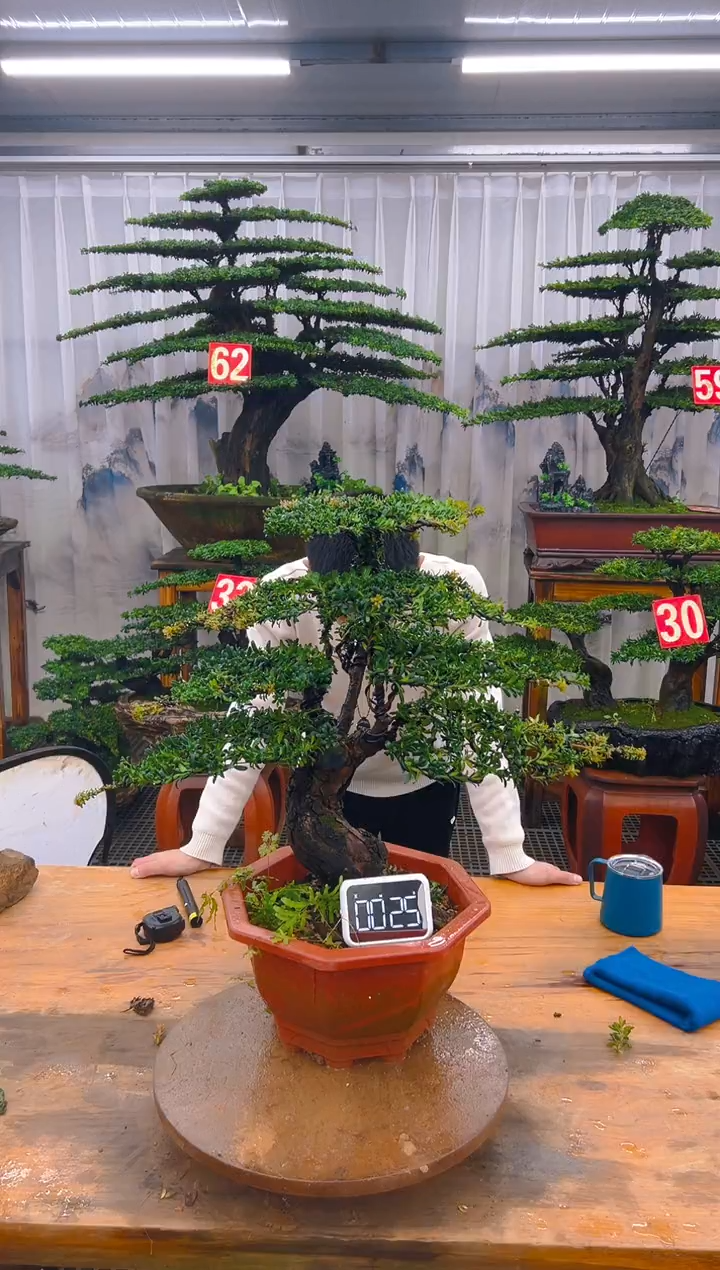 无花朵精品盆景直播间一物一拍