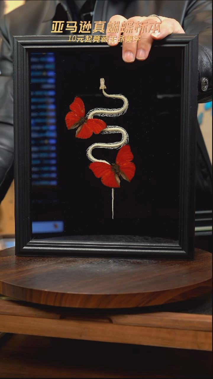 血漪双蝶+蛇骨标本