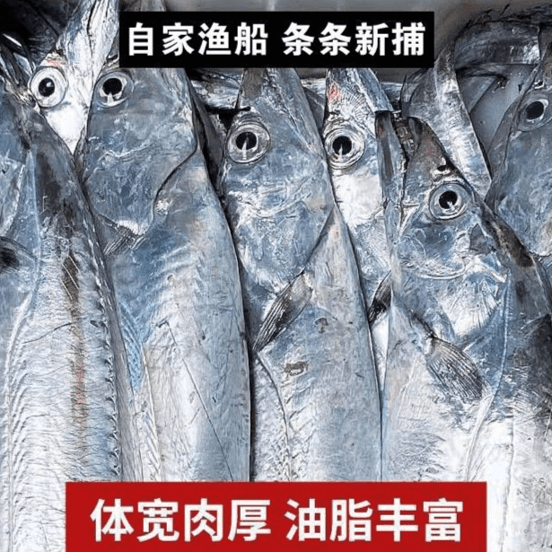 【5斤7条】野生海捕新鲜带鱼7两左右每条