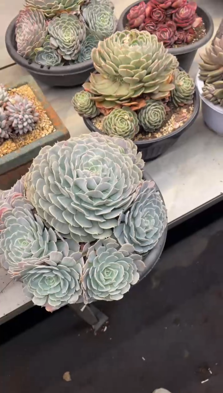 【闪购商品】2-122天赐